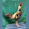 เอ็มวัดบึง ไก่ชนพม่า(ซุ้มบ้านๆ)