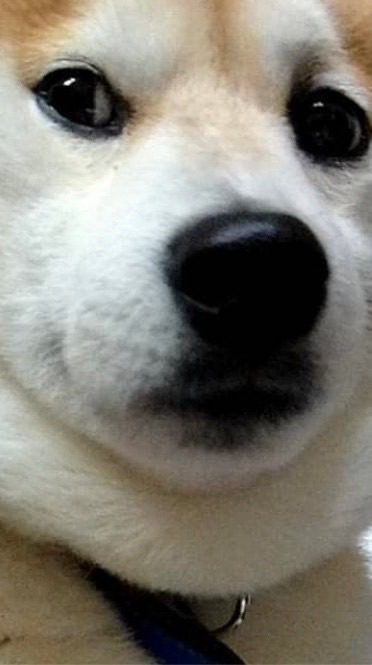 歌オプではあります
