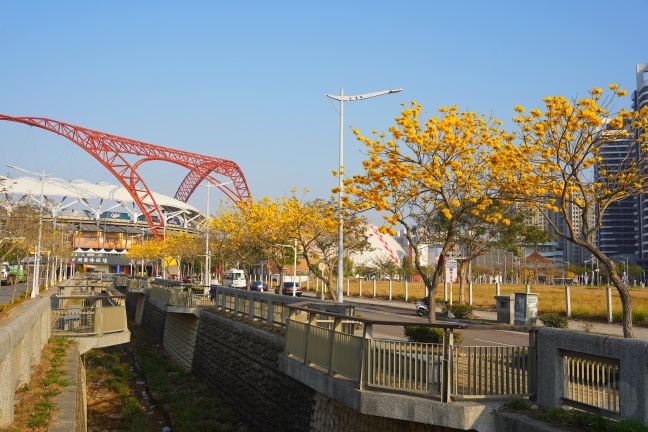 台中洲際路黃花風鈴木,崇德十九路黃花風鈴木,洲際棒球場黃花風鈴木