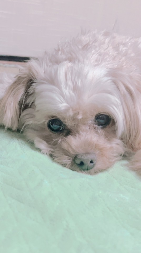 犬が好きな子集まれ！！