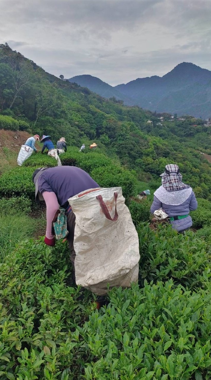五春專業製茶（批發，零售）
