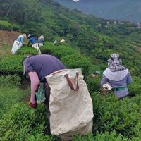 五春專業製茶（批發，零售）