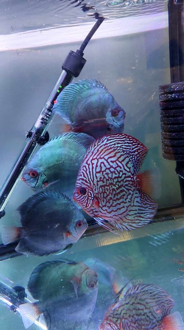 極品水族&競標&交流&代購&