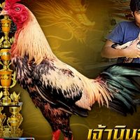 บ้านไก่ชน ก.เกียรติศักดิ์