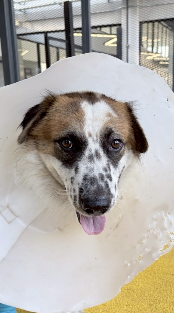ด้อมน้อง ปุกปุยซอย9🐶🏥