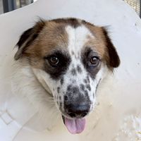 ด้อมน้อง ปุกปุยซอย9🐶🏥