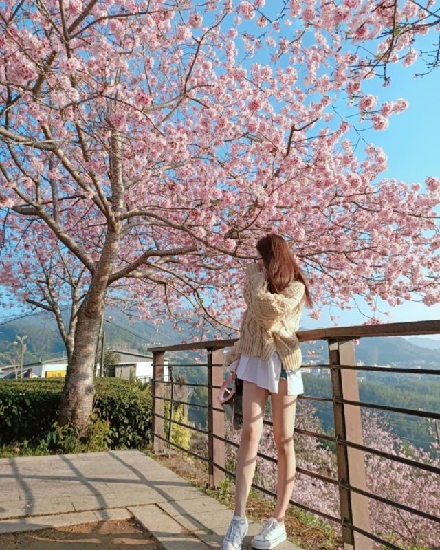 阿里山櫻花季｜阿里山賞櫻｜櫻花景點｜阿里山景點