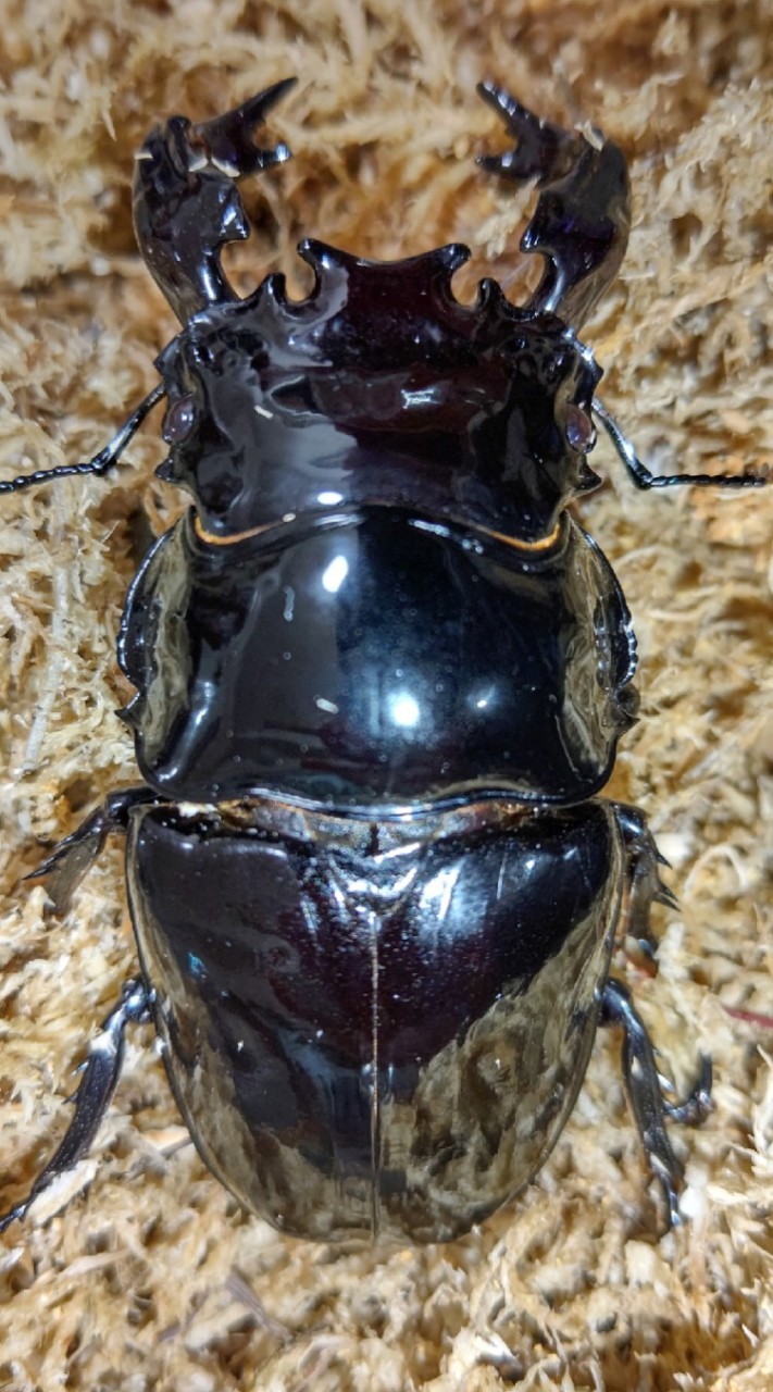 カブクワ生活