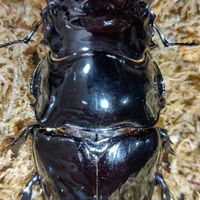 カブクワ生活