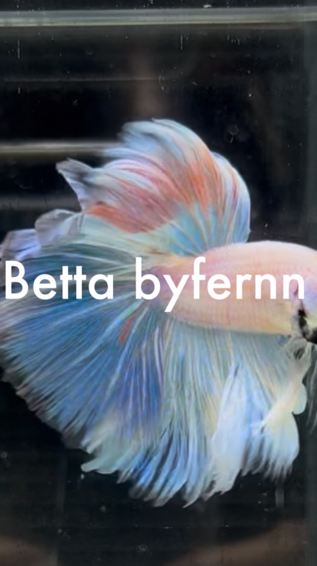 Betta byfernn 🎏