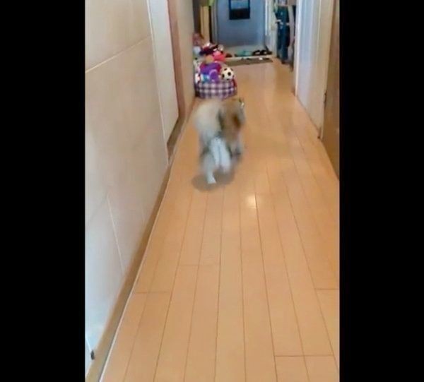 イタズラがバレた犬を問いつめたら まさかの展開 に爆笑