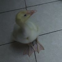 🧸國華🪅武聖🪆花盞小鹿聯合娃娃機