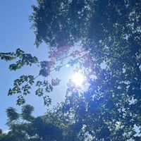 覺療癒。缽種子。缽洋蔥