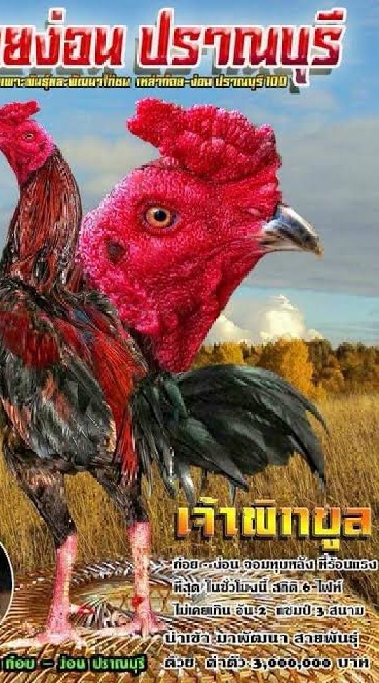 ตี๋เล็กฟาร์ม🐓🐓