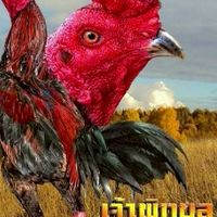 ตี๋เล็กฟาร์ม🐓🐓