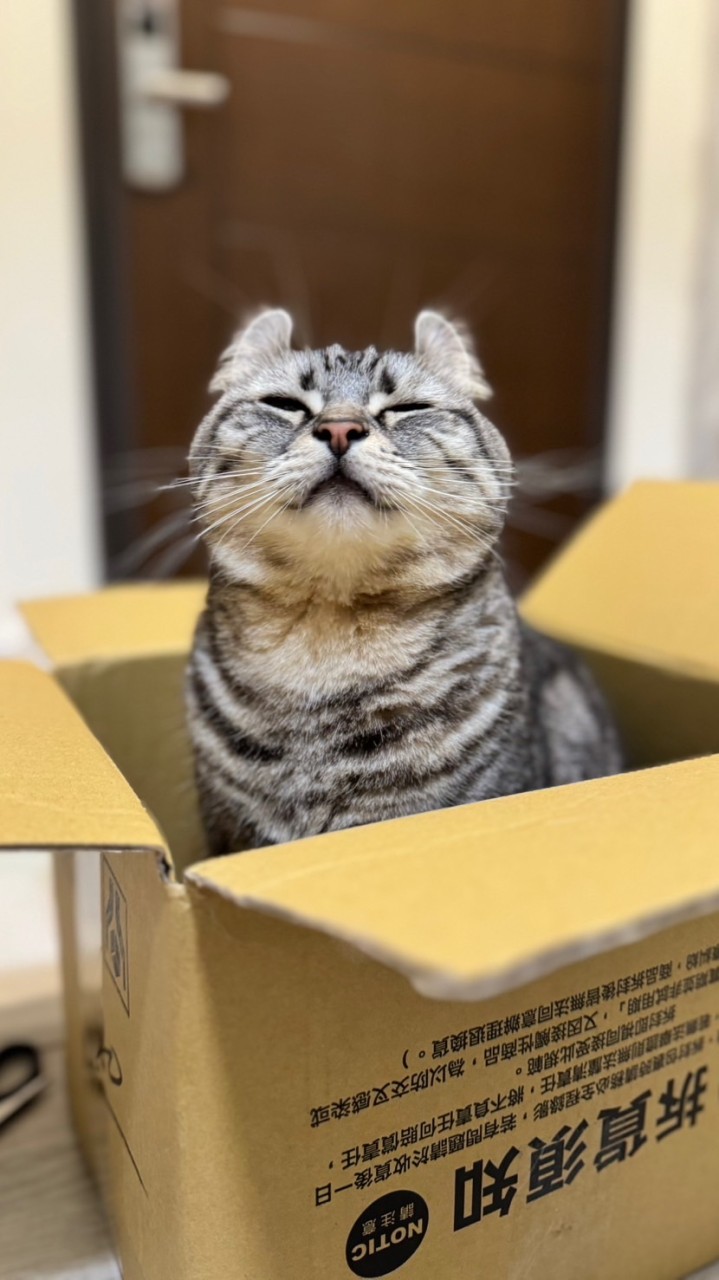 🐾喵腳印購物商場😻喵星探好物🌸