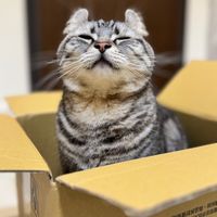 🐾喵腳印購物商場😻喵星探好物🌸