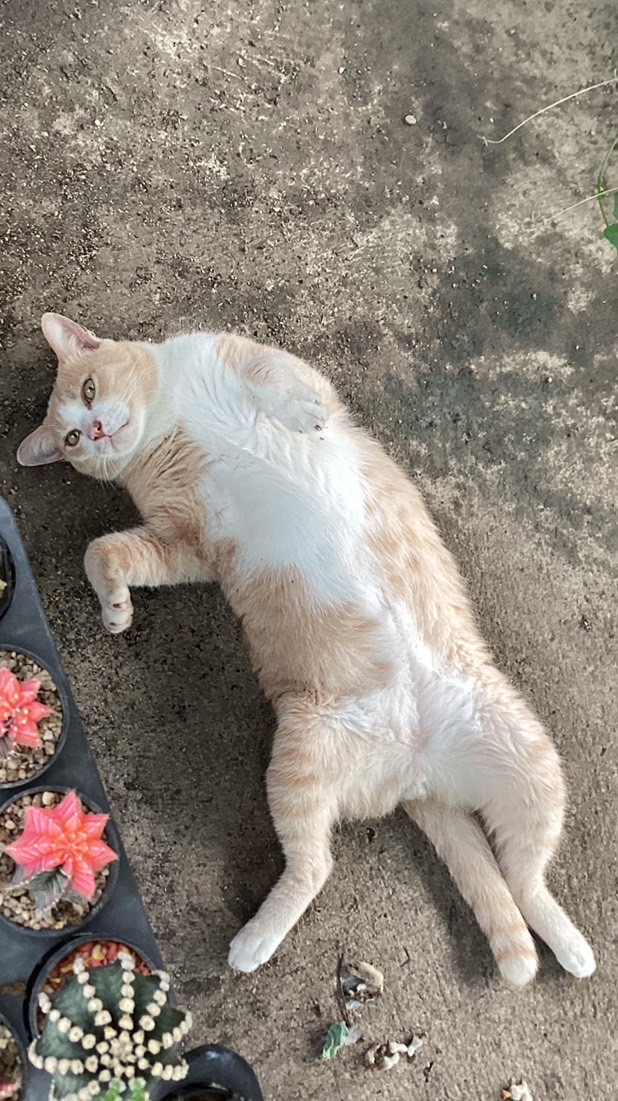 กีฬาปิงปองสีเขียว