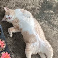กีฬาปิงปองสีเขียว