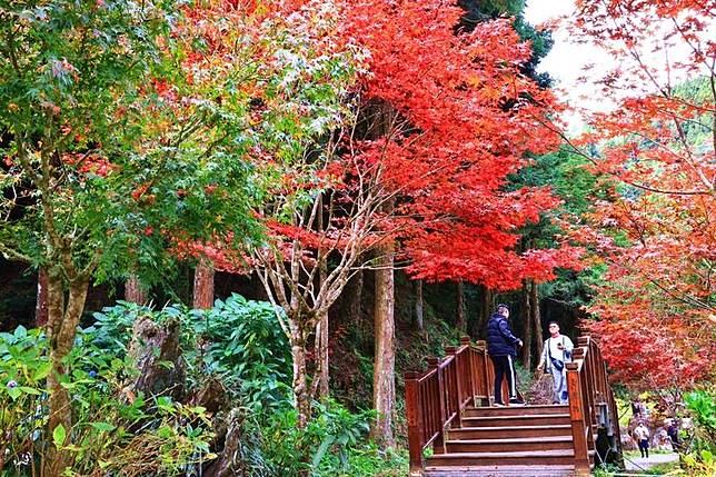 秋意濃 杉林溪楓紅大爆發火紅景致美翻 自由電子報 Line Today