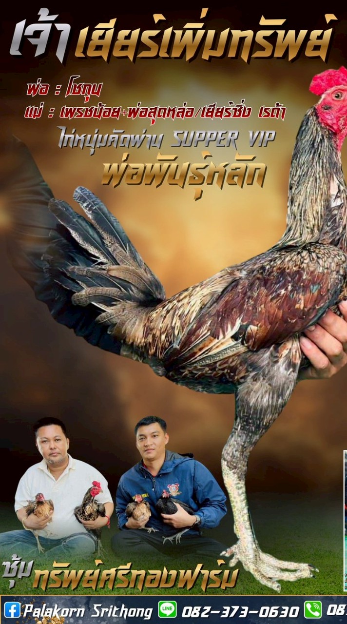 ซุ้มทรัพย์ศรีทองม่วง30ฟาร์ม แหล่งพัฒนาพม่า สายเลือด ส.มีสุวรรณ