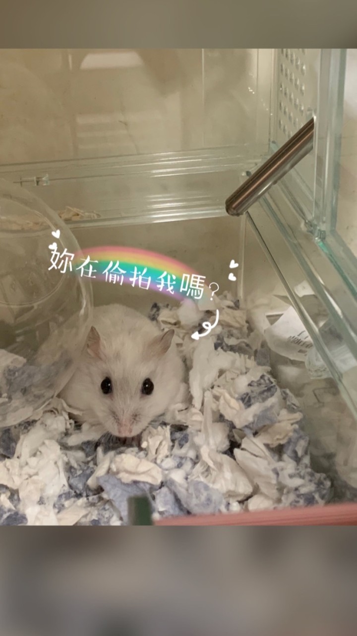 鼠寶黑皮購(⁎⁍̴̛ᴗ⁍̴̛⁎)