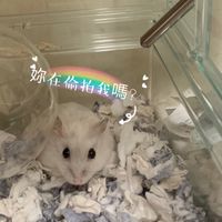 鼠寶黑皮購(⁎⁍̴̛ᴗ⁍̴̛⁎)