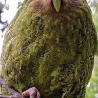 カカポ！