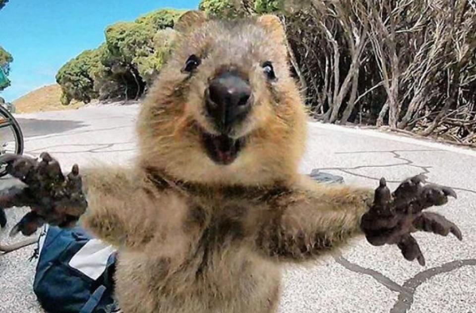 Quokka Spesies Ini Sering Disebut Jadi Hewan Paling Bahagia