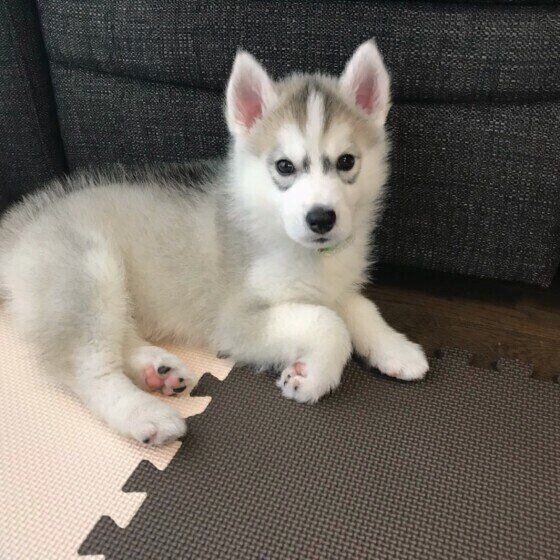 水かき がある 意外と知らない肉球の豆知識 いぬのきもちnews