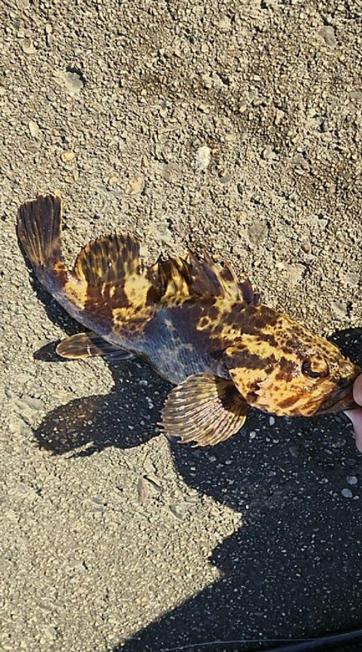 魚釣り
