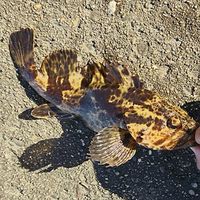 魚釣り