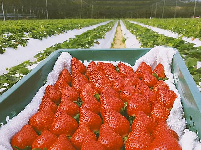 採草莓懶人包 採草莓不用到大湖 全台特搜七間草莓農場 台灣旅行趣 Line Today