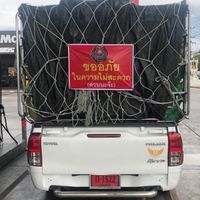 ปลาไหลทองทีม