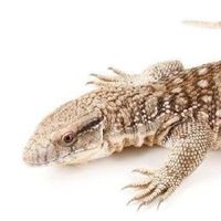 🦎サバンナモニター🦎教