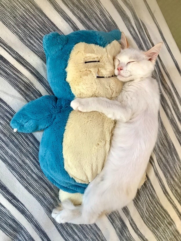 これぞ 相思相愛 カビゴンと猫ちゃんのとろける添い寝姿がたまらない