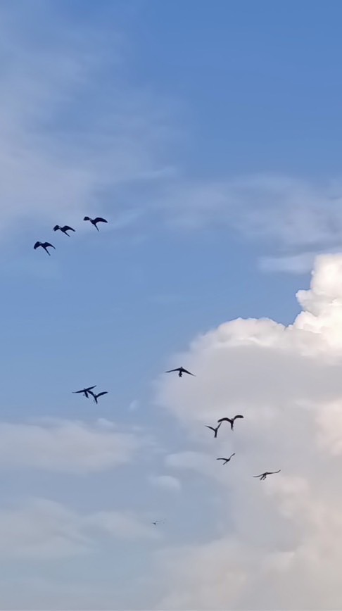 快樂飛翔鸚鵡交流聊天區🦜