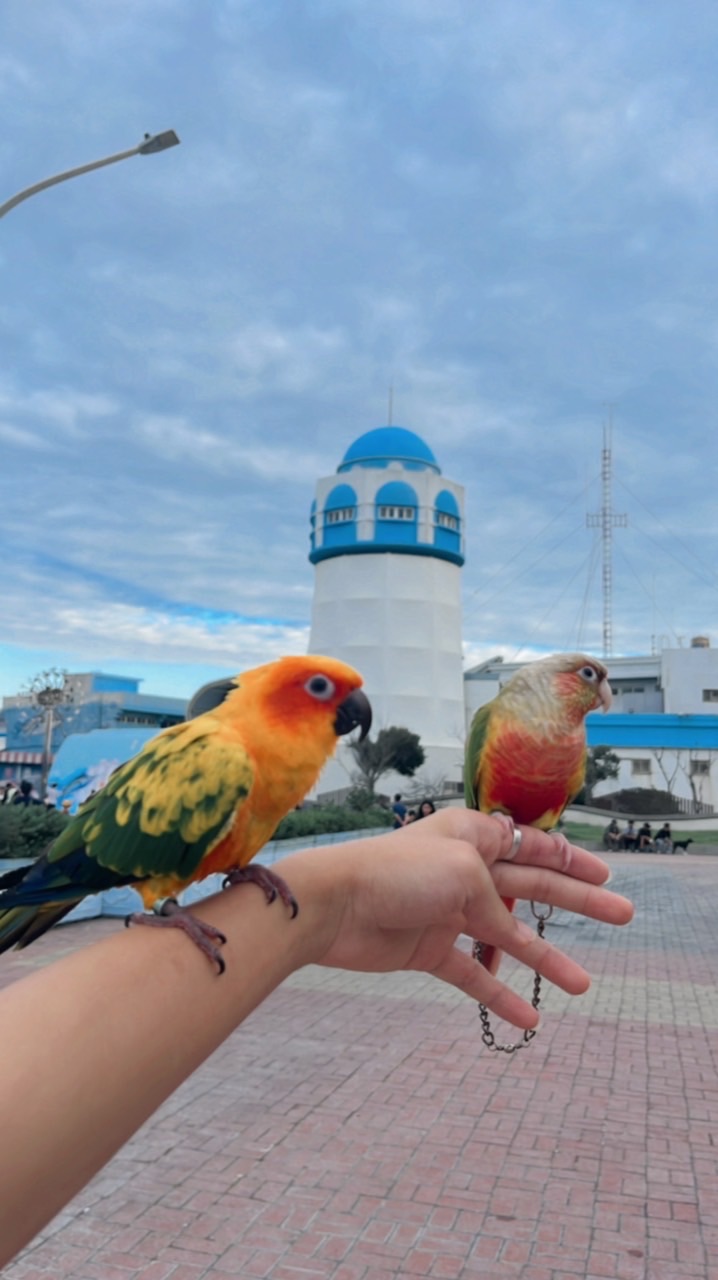 鸚鵡翱翔天際交流群🦜