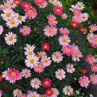 OMG会(クララ幼稚園)