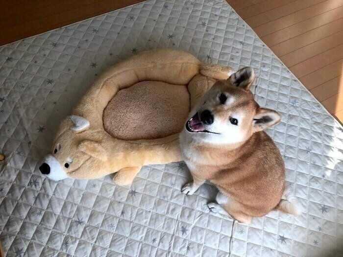 柴犬マロたん 柴犬ベッドが何だか小さいけど悪くない