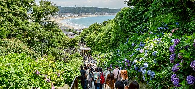 初夏乘江之電賞繡球花 鎌倉江之島紫陽花名所5選 Japankuru日本酷樂 Line Today