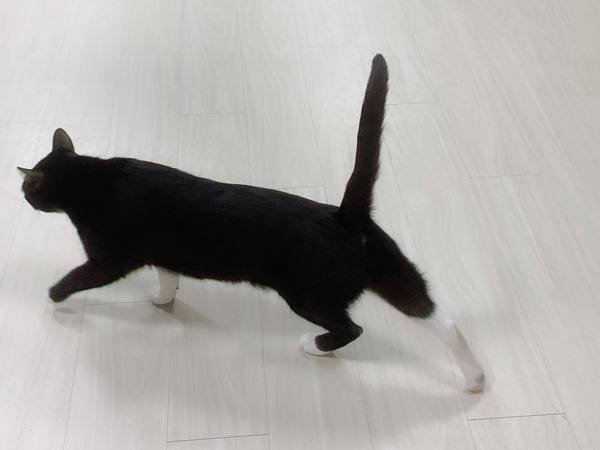 倪倪愛寵物-『寵物伸縮繩推薦』全球首款免手提輕鬆自在耐用lishinu2利斯努蹓狗遛貓腕式伸縮牽繩開箱直擊分享