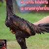เฮียโจ๊กนครนายกกลุ่ม 2