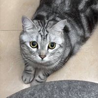 餡料區