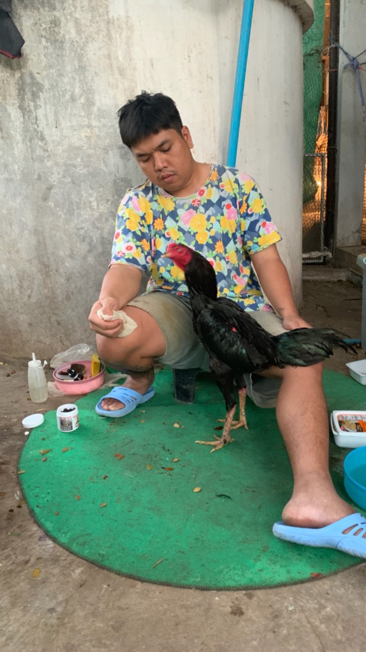 ไก่ชนนอกสายตา