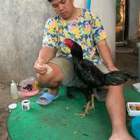 ไก่ชนนอกสายตา