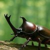 カブクワ好き集まれー！