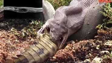 大蟒蛇吞下鱷魚 恐怖X光全記錄...