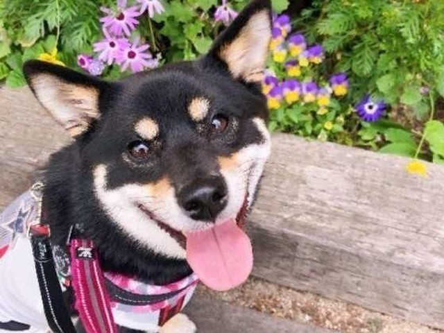 愛犬のストレスレベル どのくらい いぬのきもちnews