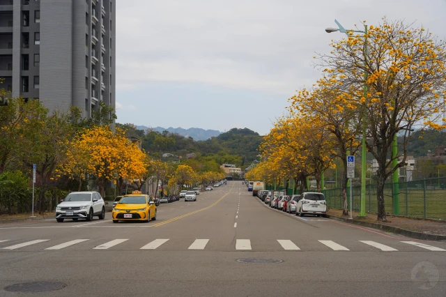 2023廍子公園黃花風鈴木花況,台中最美的黃金公園,廍子公園黃花風鈴木,廍子公園黃花風鈴木花況
